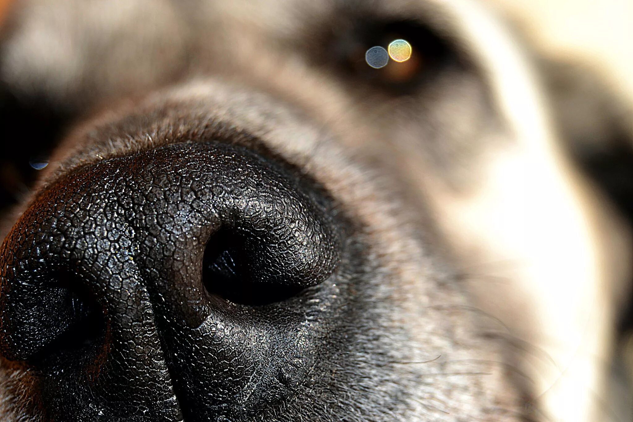 глаза и нос собаки. собачий нос. собачий нос. собачий нос. обоняние собаки.