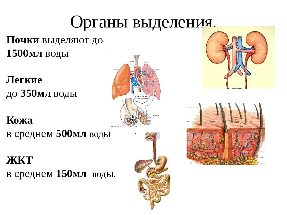 Основной выделительный орган человека. Система органов выделения и кожа функции. Система органов выделения. Выделительная система анатомия таблица. Выделительная система человека почки.