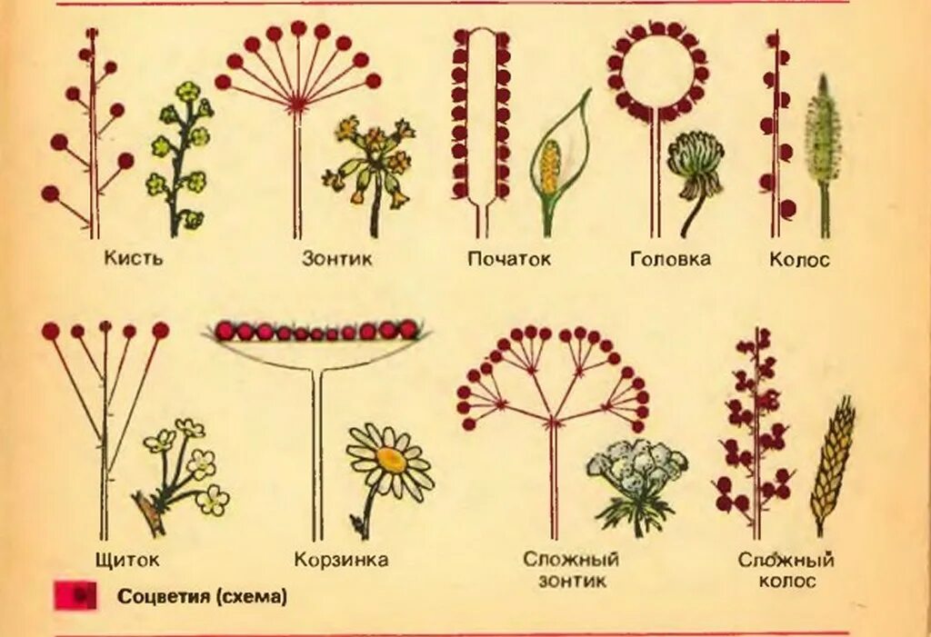 Какое из перечисленных соцветий относится к сложным. Строение соцветия 6 класс. Схемы соцветий 6 класс биология. Строение цветка, соцветия, плоды.. Строение соцветия растения.