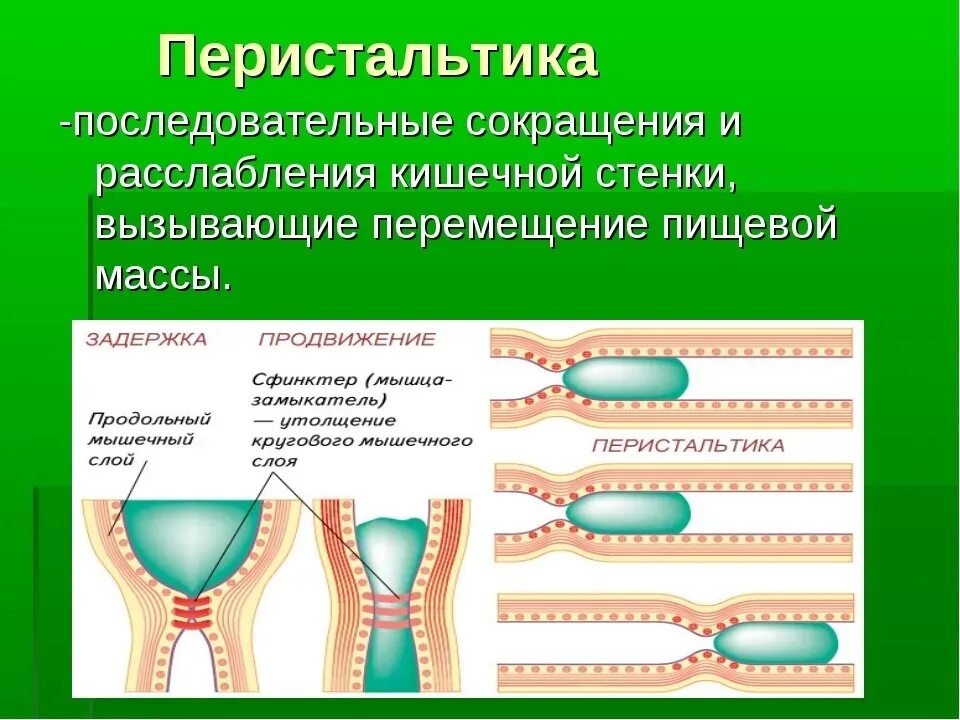 Усиленная моторика кишечника. Перистальтические сокращения кишечника. Перистальтическая волна кишечника. Перистальтические движения. Престальтие кишечника.