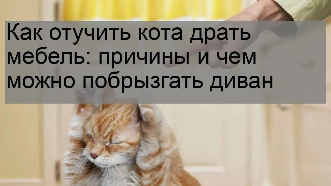 Как отучить котенка драть. Как отучить кота драть. кошка разодрала диван. как отучить кошку драть диван. как отучить котёнка царапать мебель.