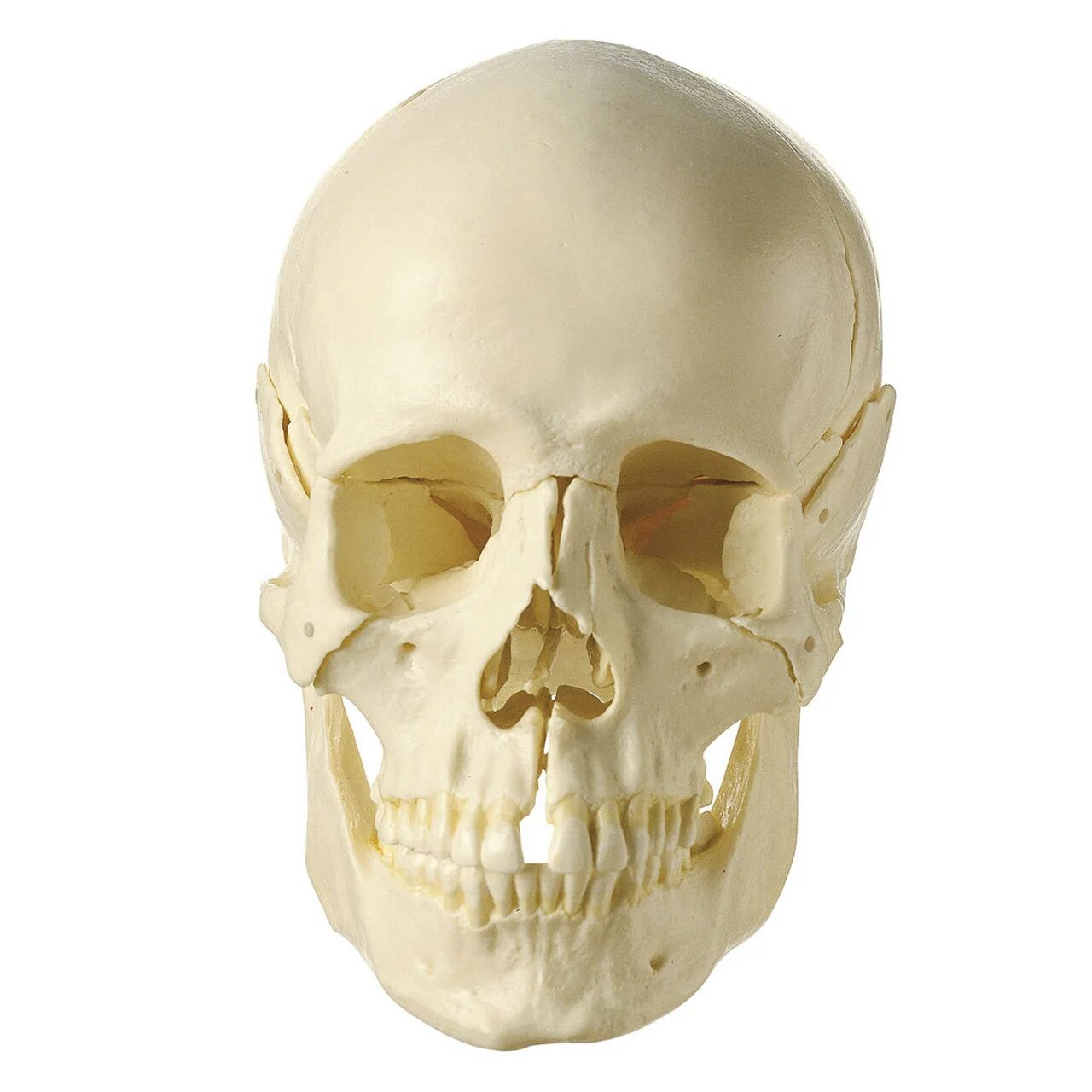 Skull 18