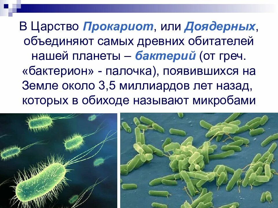 Бактерии доядерные организмы. Презентация бактерии и доядерные организмы. Бактерии доядерные организмы 7 класс. Доядерные прокариоты.
