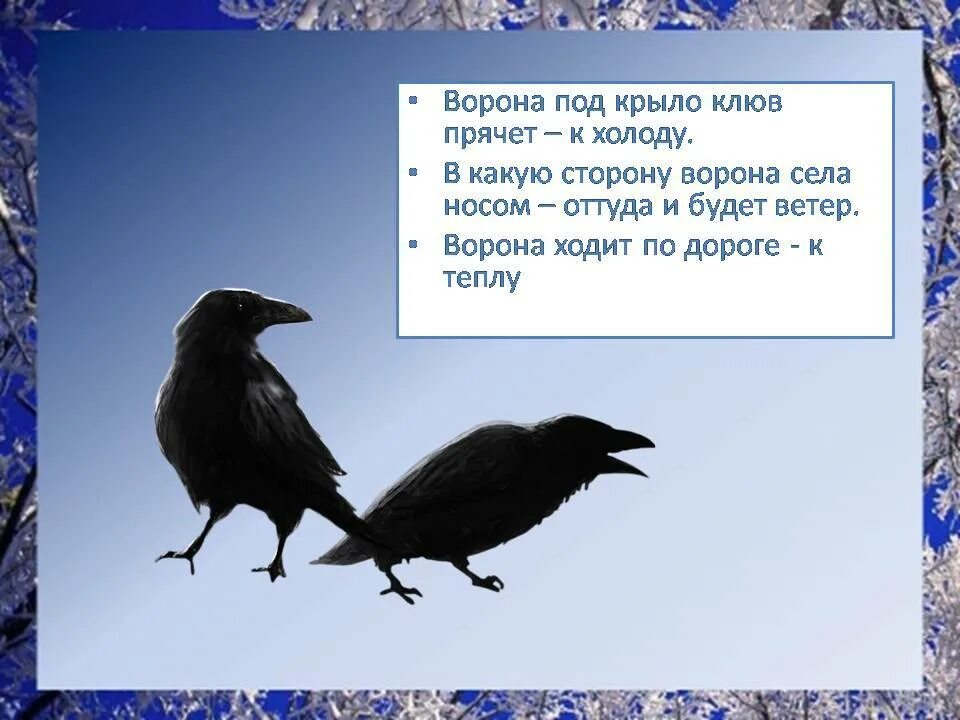 Предсказание от черного ворона пессимиста 9 букв. Стихи про ворон. Суеверия вороны. Ворона стихи для малышей. Стих про ворону.