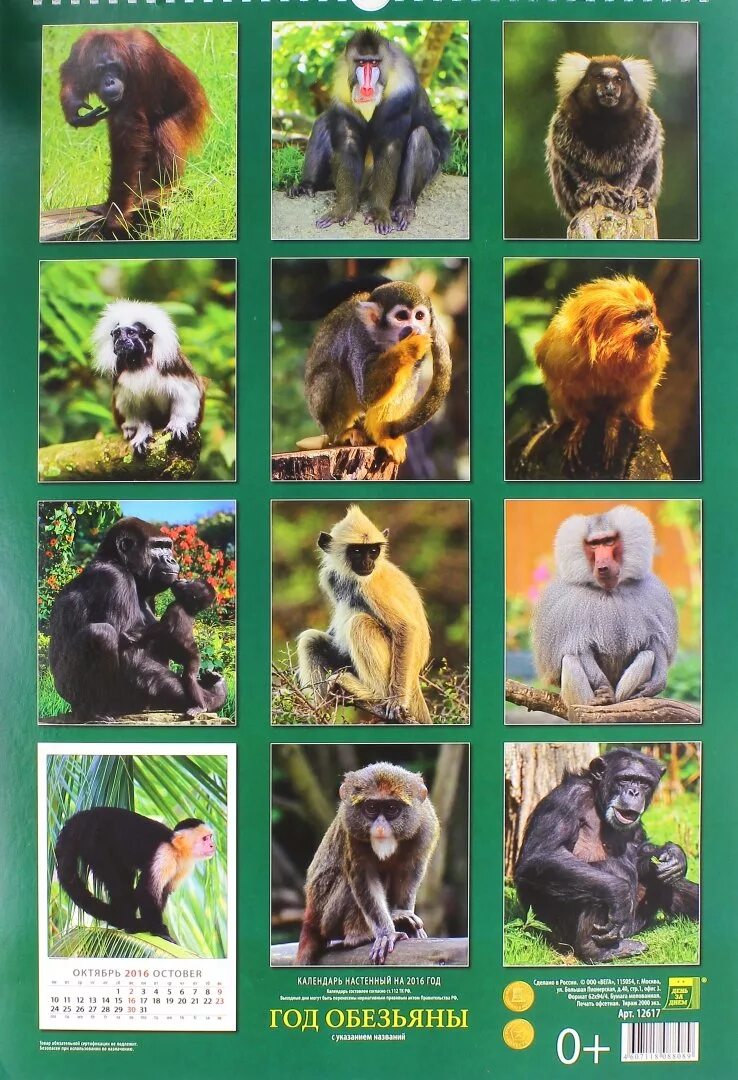Календарь с обезьяной. Календарь 2016 год обезьяны. Календарь с обезьянами 2016. Календарь 2004 год обезьяны.