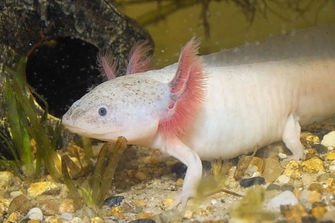 Аксолотль красный. Аксолотль. Мексиканская саламандра аксолотль. Аксолотль Albino. Мексиканский аксолотль – альбинос.