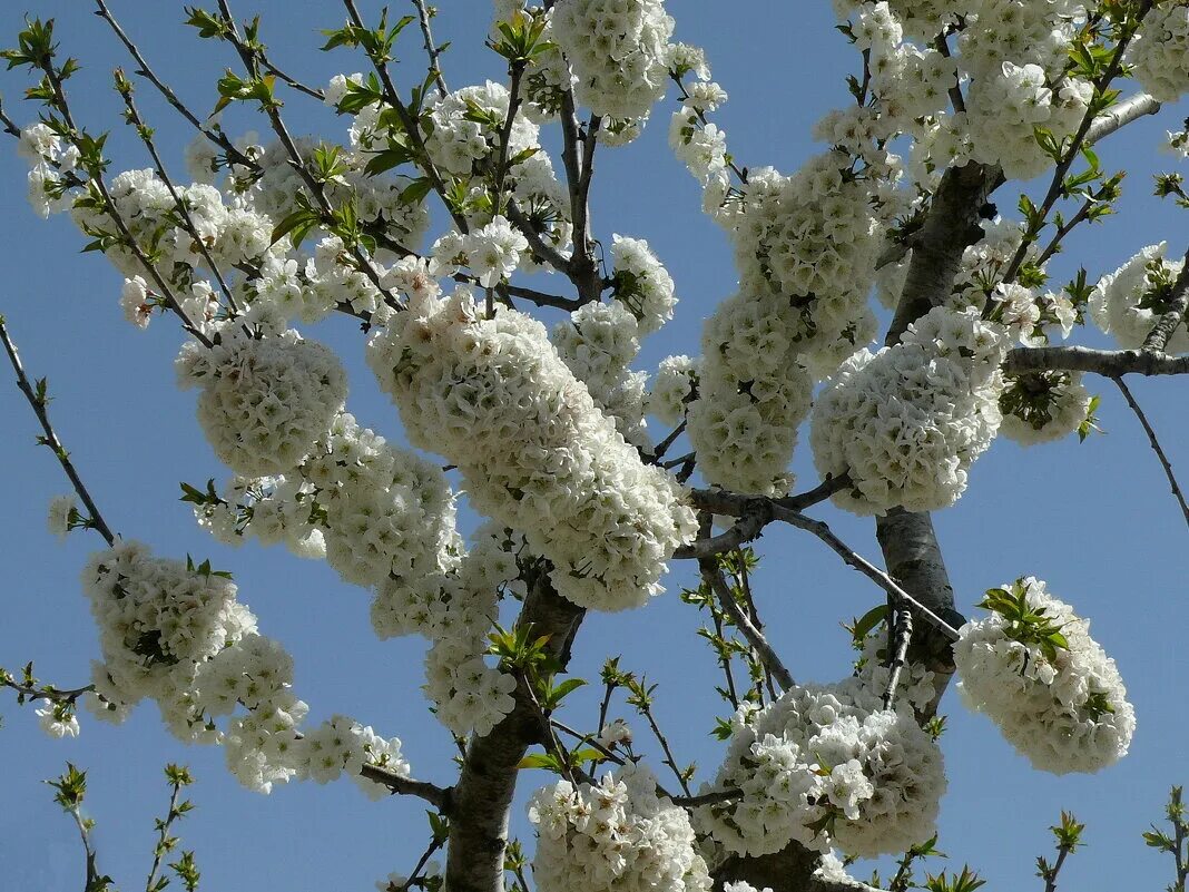 Что зацветает в апреле. Апрель Цветень. Апрельские цветения. Азербайджан Цветущий апрель. Урал цветение апрель.