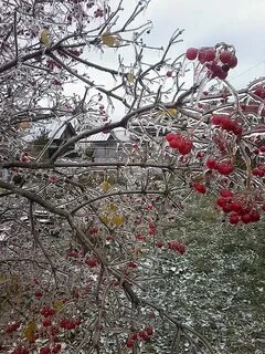 Ледяной дождь последствия
