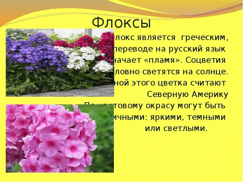 Флоксы для детей. Флоксы схема посадки. Многолетние флоксы с клематисом. Флоксы презентация. Флоксы сочинение егэ.