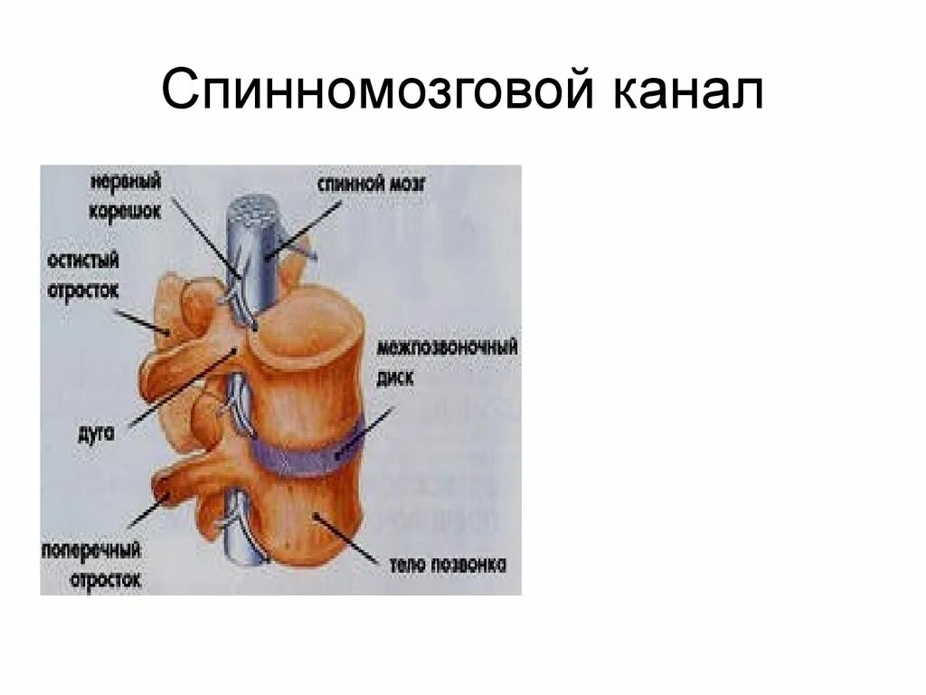 Спинной канал заполнен