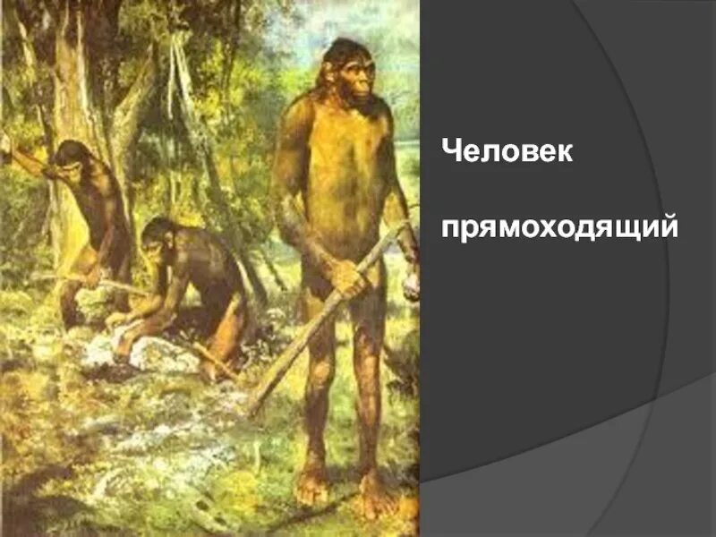 Синантроп образ жизни. Питекантропы (древнейшие люди, архантропы). Архантропы (homo Erectus). Архантропы синантроп. 2) Питекантропы (древнейшие люди, архантропы);.