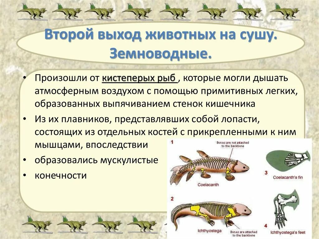 Высшие позвоночные приспособленные к развитию на суше. Земноводные произошли от рыб. Выход земноводных на сушу. Выход животных на сушу. Земноводные Эволюция выход на сушу.