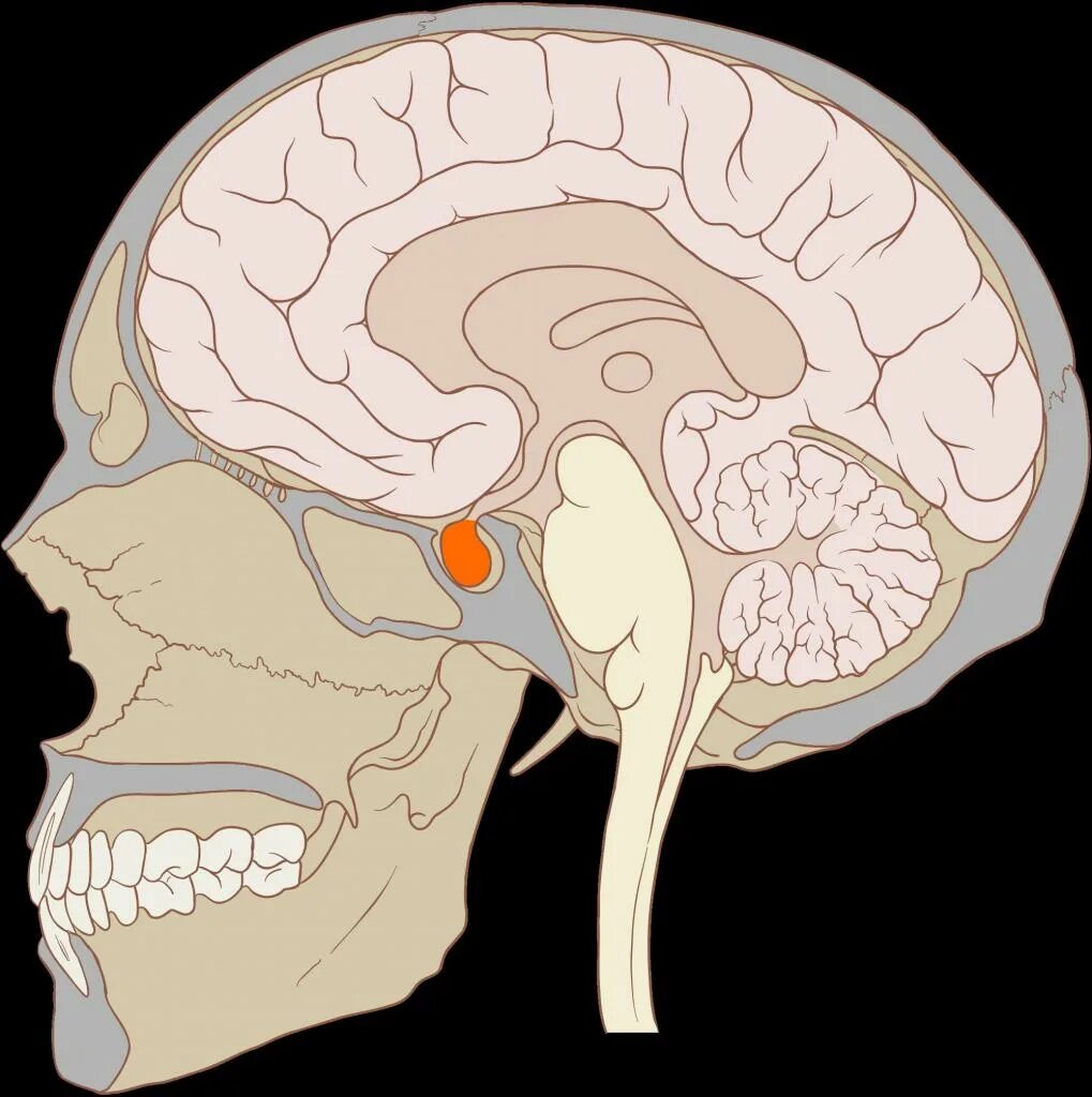 Мозг в черепной коробке. Гипофиз головного мозга. Расположение мозга в голове. Строение мозга внутри черепа.