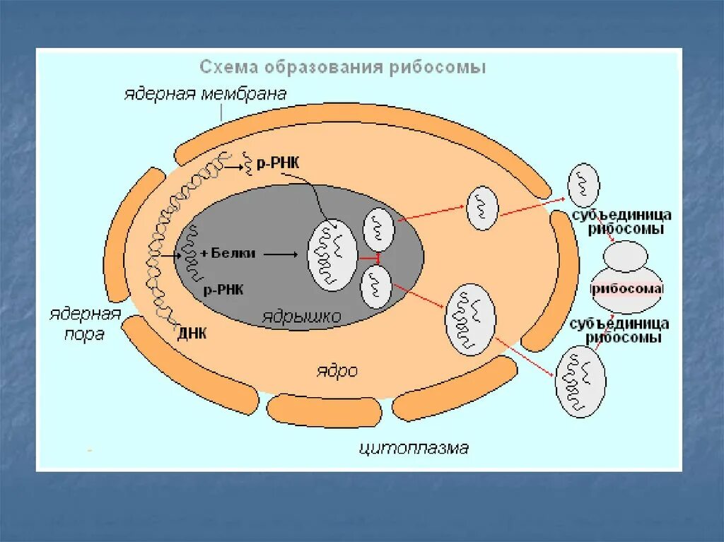 Взаимосвязь ядра и рибосом. Строение рибосом эукариотических клеток. Формирование рибосом в клетках эукариот. Образование субъединиц рибосом.