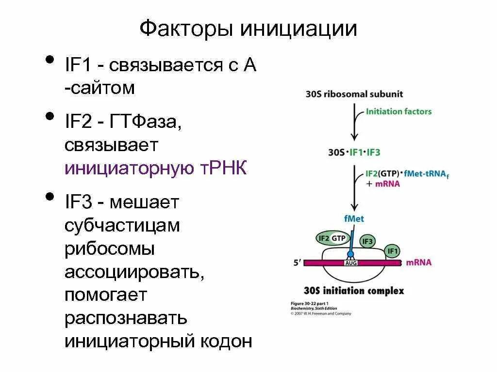 Биосинтез прокариот. Факторы инициации эукариот. Факторы инициации трансляции у прокариот. Факторы инициации у прокариот. Факторы инициации факторы элонгации.