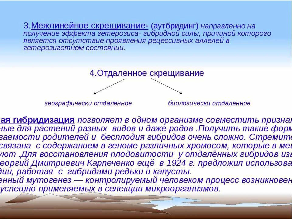 Аутбридинг. Межлинейная гибридизация в селекции. Получение эффекта гетерозиса. Закономерности появления гетерозиса.