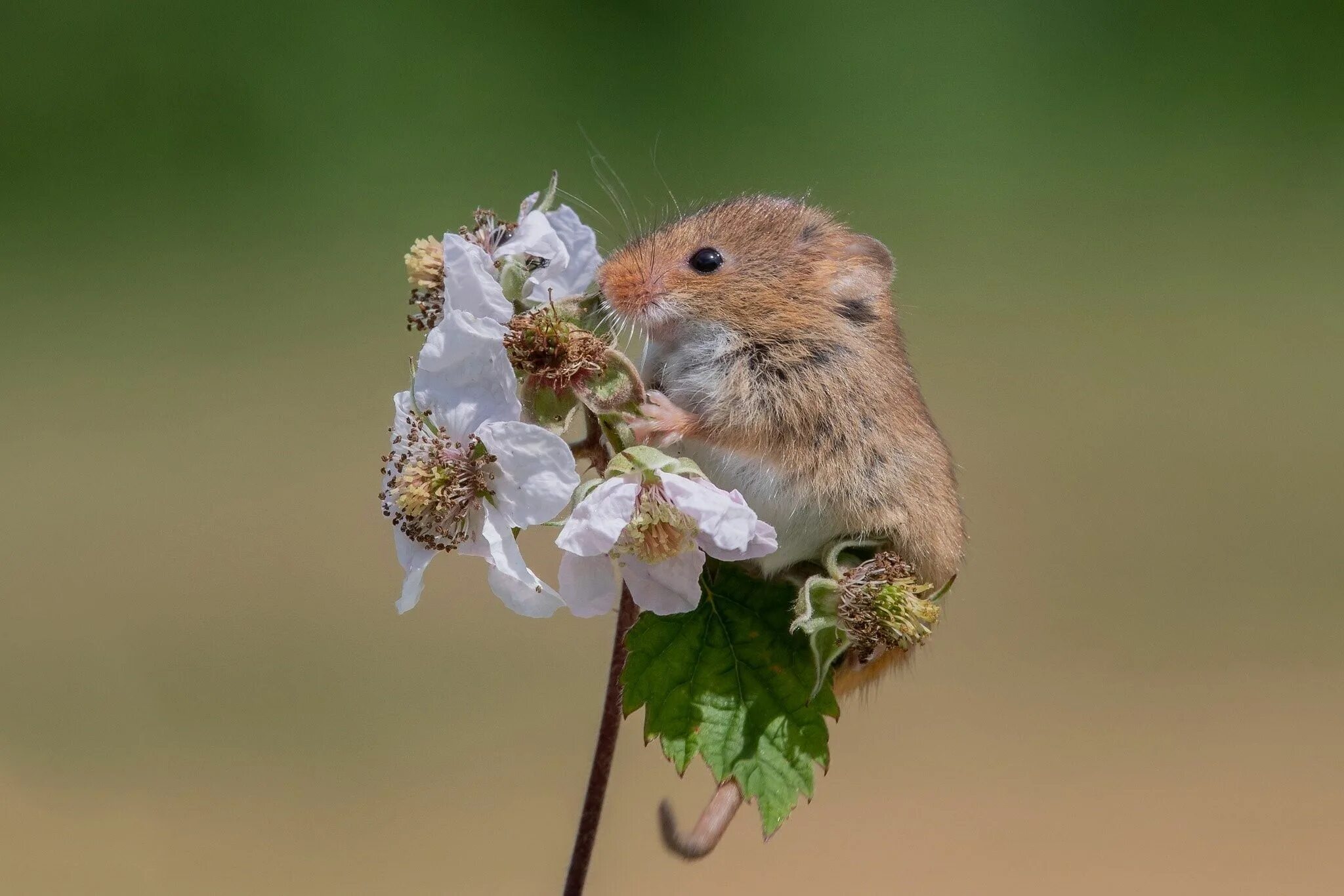 Хомячок добро. Мышь Малютка полевка. Полевка хомяк. Мышь полевка в цветке. Мышь полевка белая.