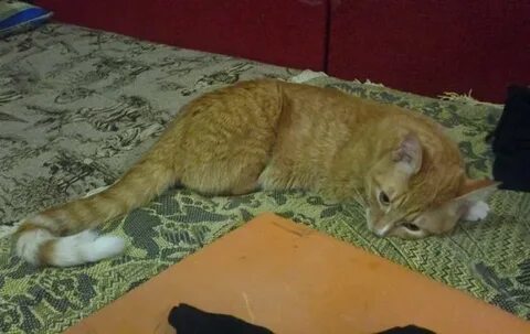 Кошка перестала ходить