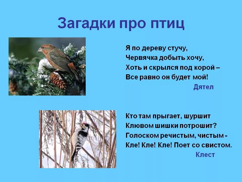 Загадки про птиц 4 года. Загадки про птиц. Загадки пропциц с ответами. Загадки про птиц для детей. Загадки про птиц для дошкольников.