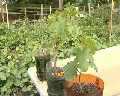 Саженцы винограда урал