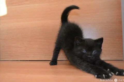 Котята в новокузнецке