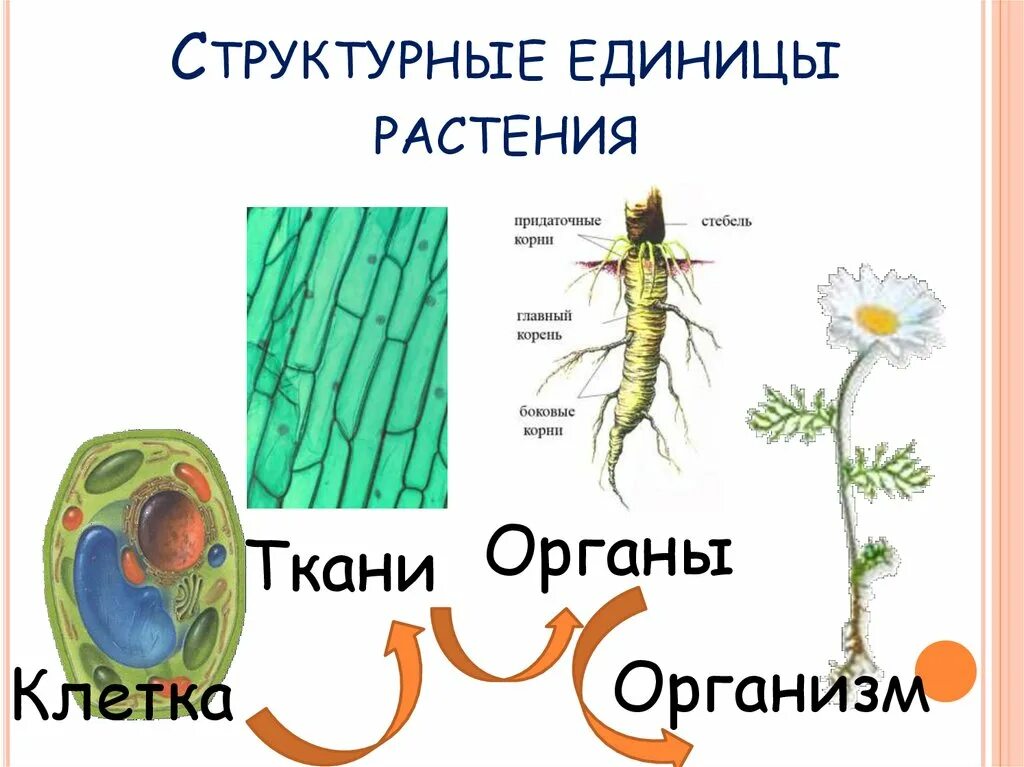 Структурной единицей живого организма является. Структурные единицы растения. Структурные единицы в биологии. Мельчайшая структурная единица растения. Основная структурная единица жизни растений.