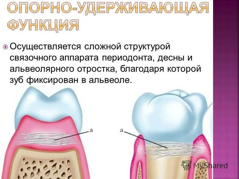 Рокс периодонт. Гребень альвеолярного отростка. альвеолярный отросток зуба. связочный аппарат пародонта. связочного аппарата зуба (периодонта)..