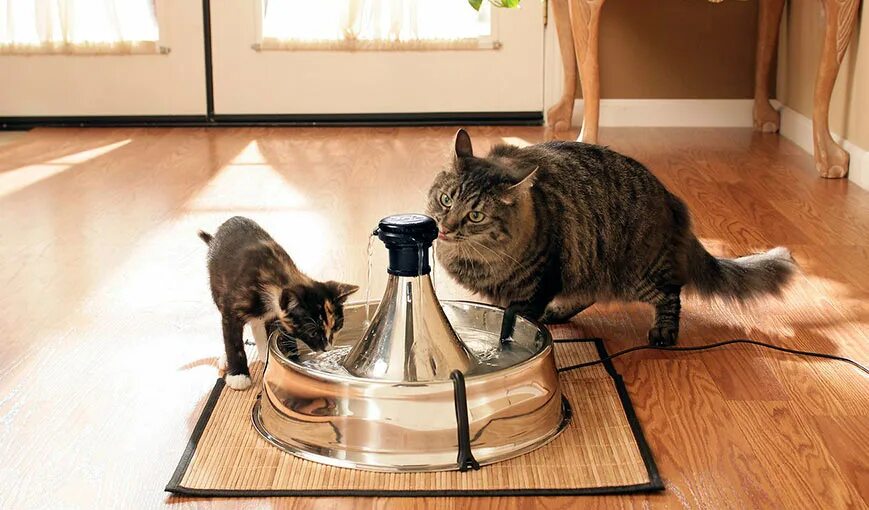 Как заставить кошку пить. Фонтанчик для кошек. Поилка фонтан для кошек. Миски для Мейн кунов. Миска фонтанчик для кошек.