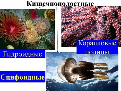 Коралловые полипы признаки