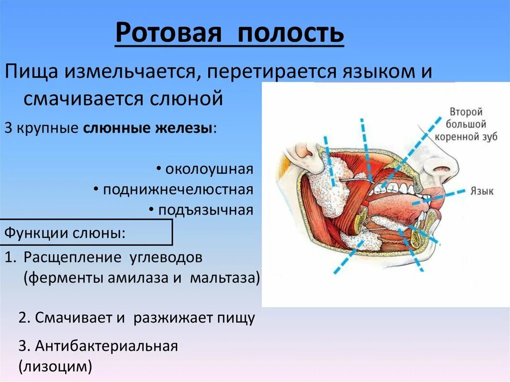 Строение ротовой полости 8 класс биология. Биология 8 класс пищеварение в ротовой полости. Слюнные железы биология 8 класс. Слюнные железы строение и функции. В ротовой полости выделяются