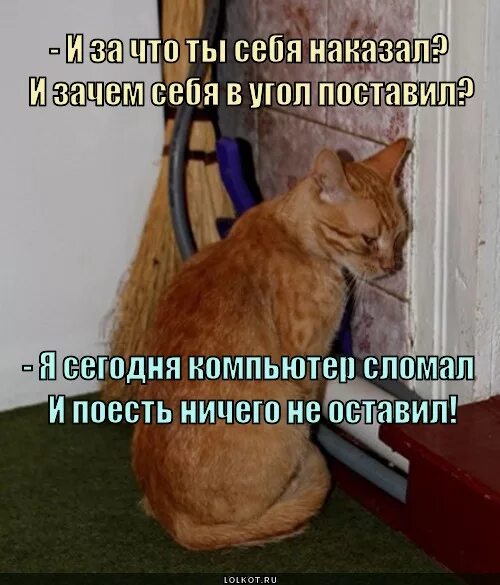 Глупость прикол. Кот наказан стоит в углу. Самобичевание психология. Кот в углу наказан. Человек сам себе наказание.