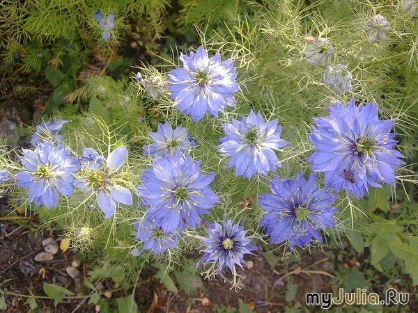 Цветы с листьями как у укропа. Болиголов укроп. Нигелла восточная. Цветы фиолетовые листья похожие на укроп. Травка нигелла.