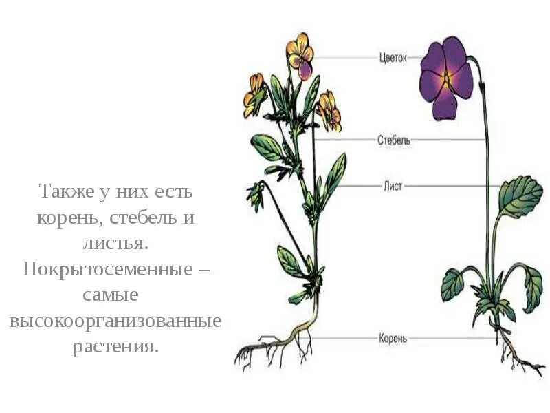 Покрытосеменные растения схема строения. Строение покрытосеменных растений рисунок. Строение цветковых покрытосеменных растений. Корень и стебель покрытосеменных.