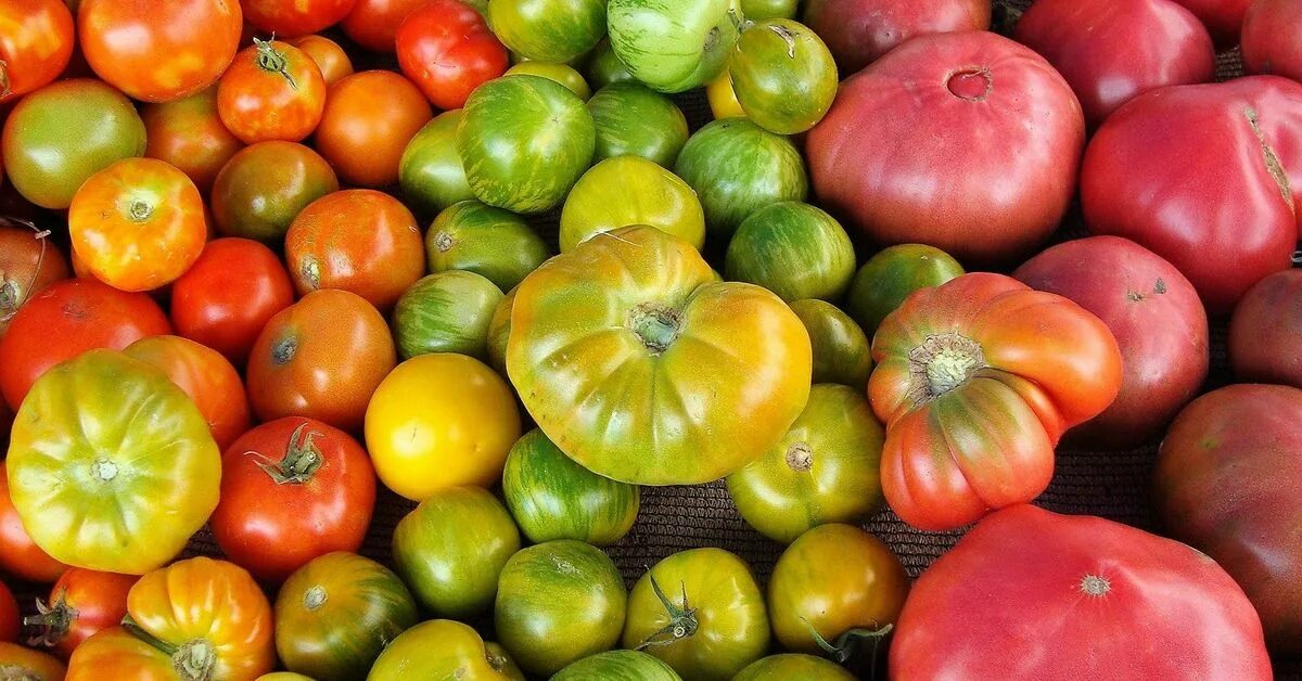 Дозаривание томатов. Поспевающий помидор. Дозревание томатов зеленых. Зеленые сорта томатов длительного хранения.