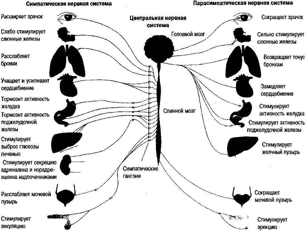 Расширение зрачка какой отдел. Схема симпатической и парасимпатической нервной системы. Парасимпатическая нервная система схема. Таблица органы симпатическая и парасимпатическая нервная система. Таблица органы возбуждение симпатической нервной системы.