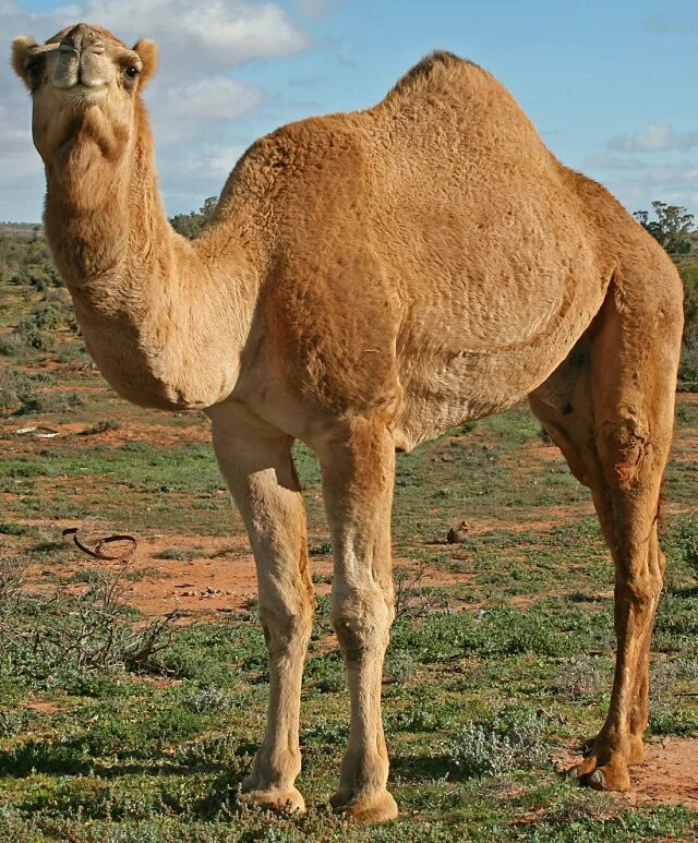 Туйе. Bactrian Camel. Camels Types. Camel Special. Camel перевод на русский