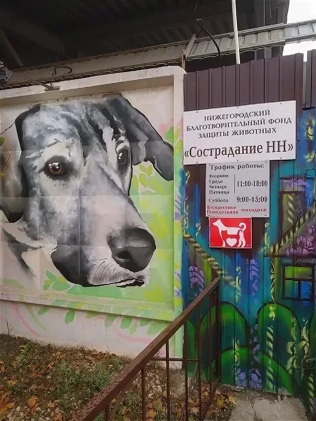 Приют для бездомных животных нижний новгород. Фонд сострадание нижний новгород. Сострадание бурнаковский пр 16 фото. Сострадание нн приют для животных в нижнем новгороде. Сострадание бурнаковский пр 16 фото.