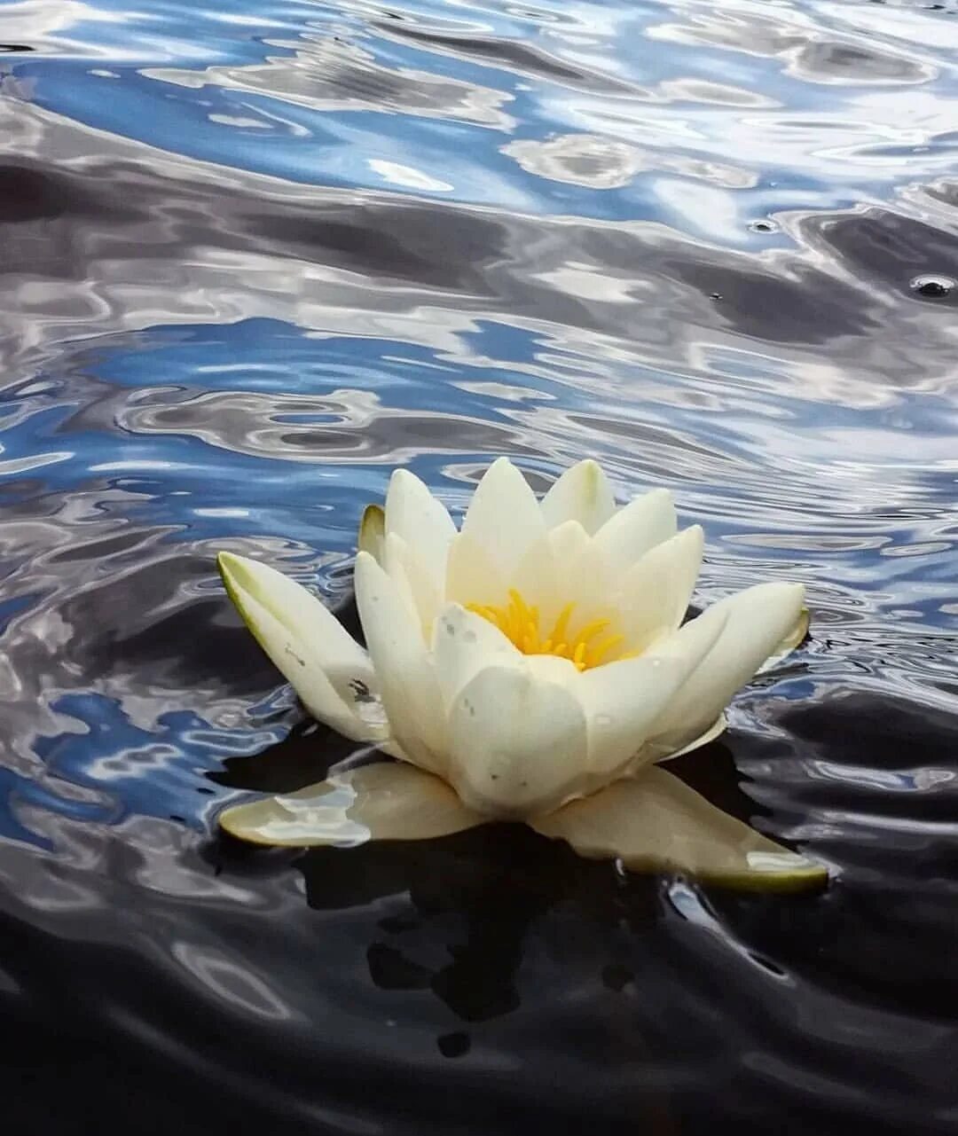 Нимфея озерная белоснежка. Лотус растение кувшинка. Пруд с кувшинками сверху. Голубая нимфея. Лилии лотос lotus.