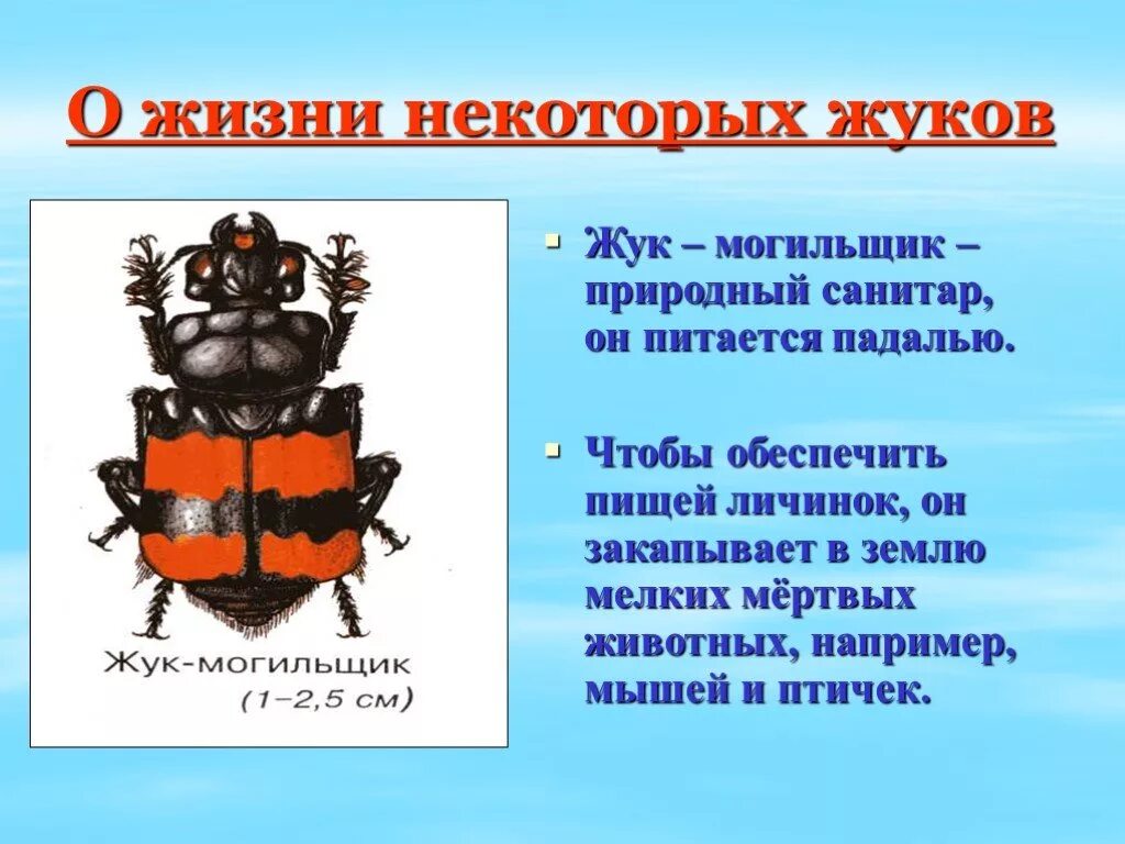 жук олень описание. сообщение о майском жуке. майский жук доклад 2 класс. пестряк и жук могильщик. жесткокрылые жуки.