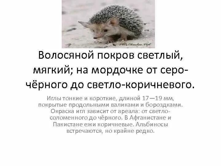 Почему еж ушастый. Почему еж ушастый
