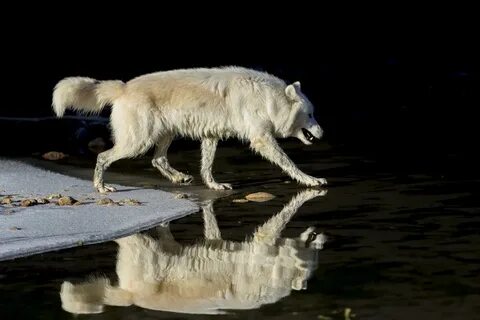 Волки под водой