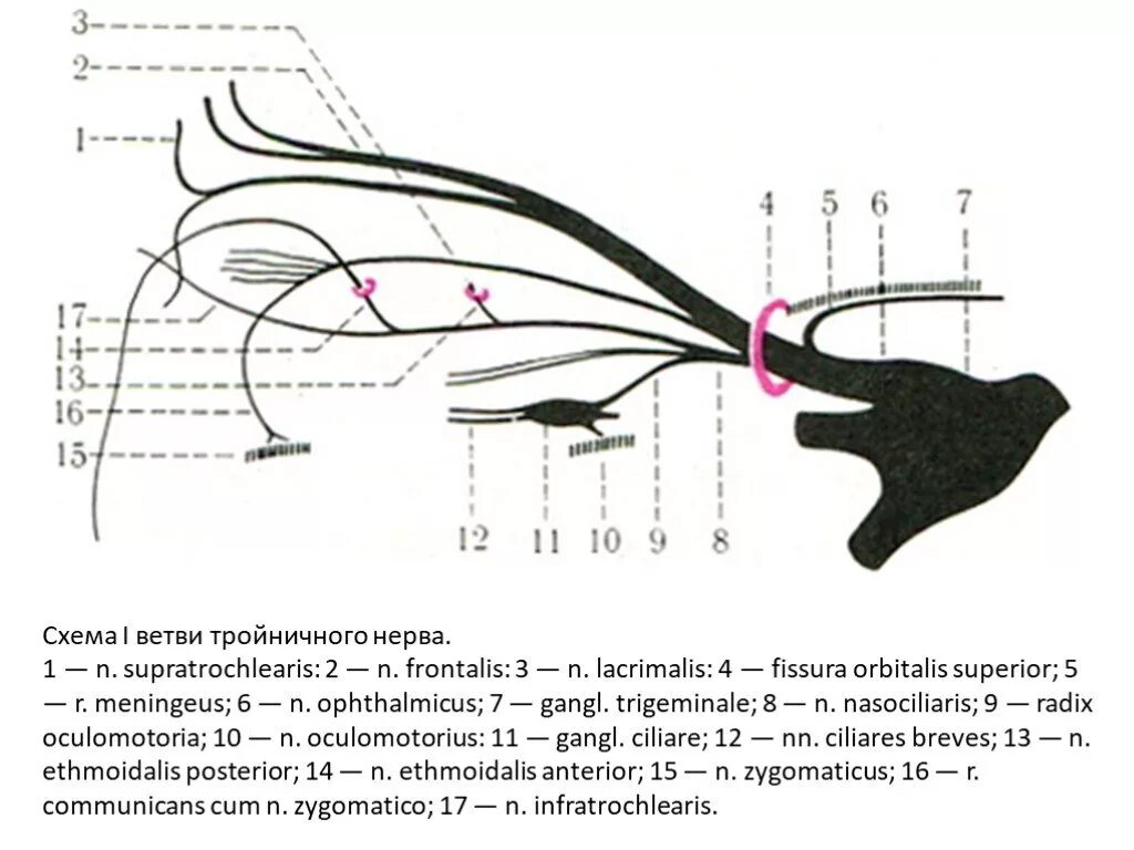 Тройничный нерв схема 1 ветви. Первая ветвь тройничного нерва схема. Ветви глазного нерва тройничного нерва. Глазная ветвь тройничного нерва схема.