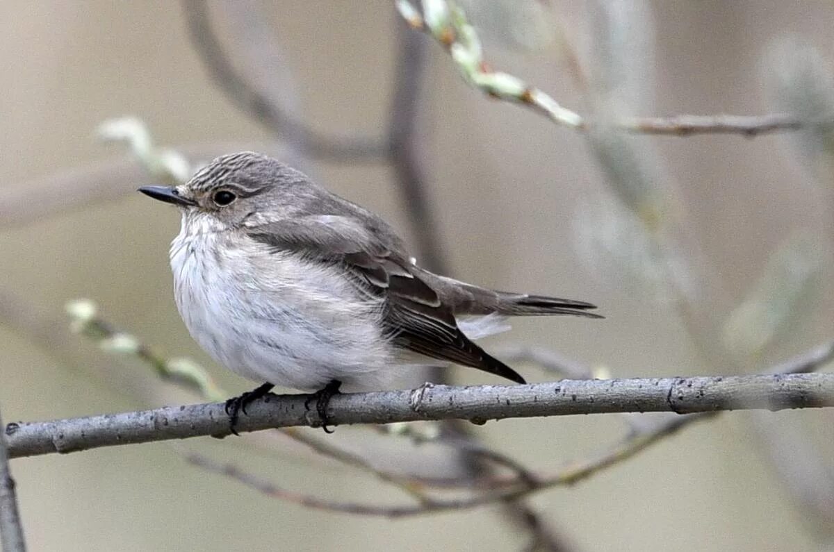 Как переводится серая птица на. Серая мухоловка (Muscicapa striata). Мухоловка серая – Muscicapa striata (Pallas, 1764). Серая мухоловка птица в Сибири. Мухоловка серая зимняя птица.