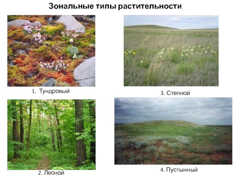 Составьте краткое описание типа растительности господствующего. Составьте краткое описание типа растительности господствующего