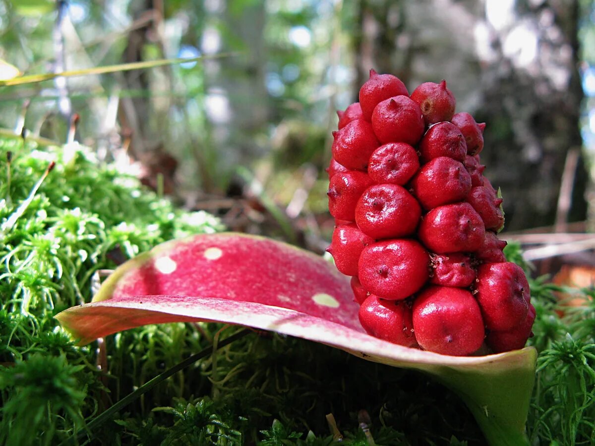белокрыльник болотный ядовитый. ядовитые ягоды белокрыльник болотный. белокрыльник болотный адаптации. ядовитое болотное растение. ядовитое болотное растение 12 букв.