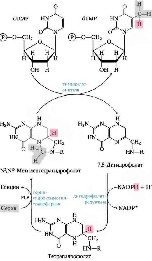 N5 n10 метилен ТГФК. N5 n10 метилентетрагидрофолат. 5 10 Метилен ТГФК. ТГФК биохимия.