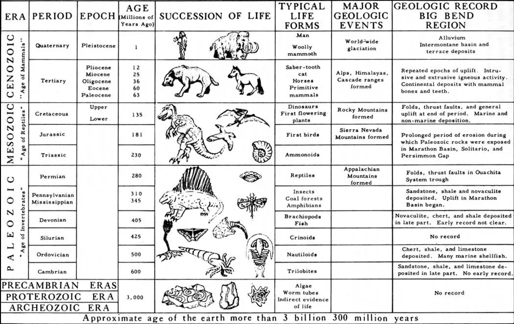 Геохронологическая таблица Эволюция растений. Геохронологическая таблица эволюции животных.