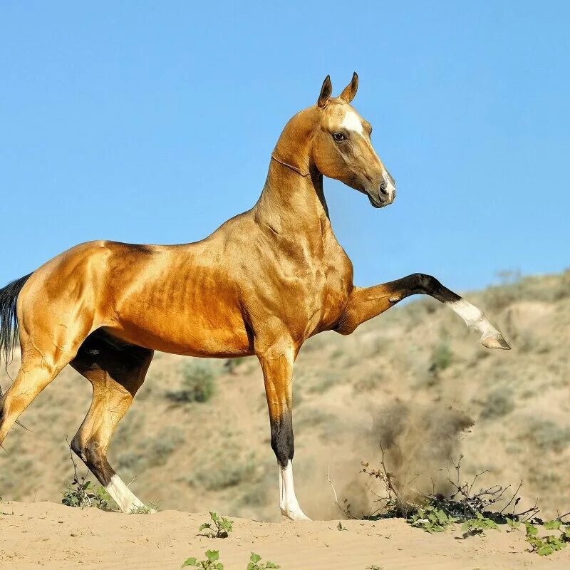 Золотисто гнедая. Ахалтекинская лошадь. Ахалтекинская порода лошадей. Порода лошадей ахалтекинец. Конь ахалтекинской породы.