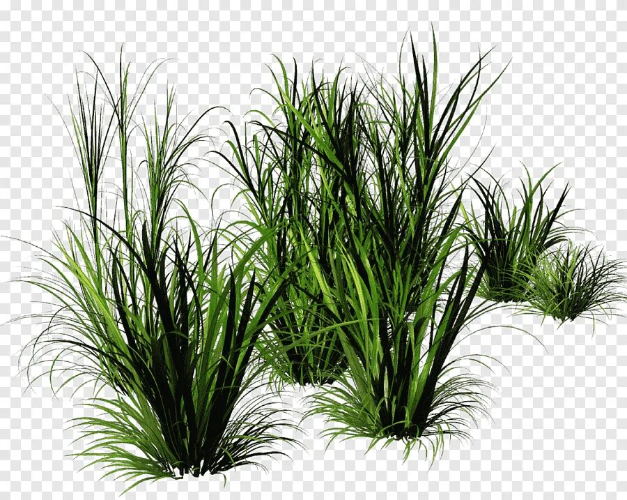 Grass plant. Осока куст. Трава Осока куст с зелёными Султанами. Растения на прозрачном фоне. Пучок травы.