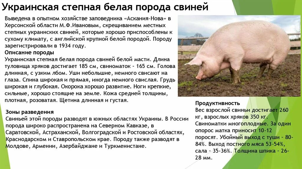 Украинская Степная порода свиней. Крупная белая свинья характеристика. Свиноводство породы свиней. Украинская белая порода свиней. Степная свинья